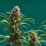 Indica vs. Sativa: Understanding the Differences and Choosing the Right Strain for You