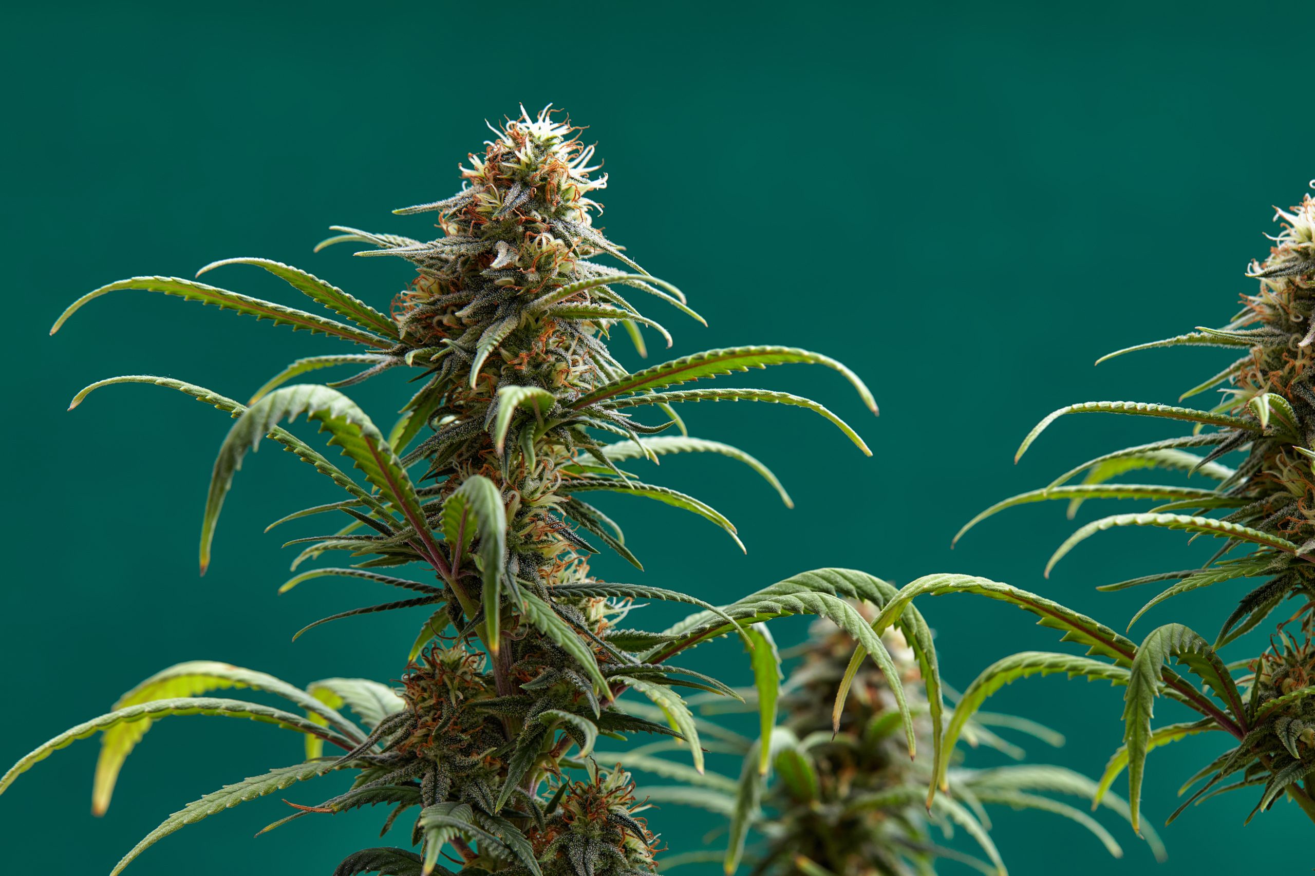 Indica vs. Sativa: Understanding the Differences and Choosing the Right Strain for You
