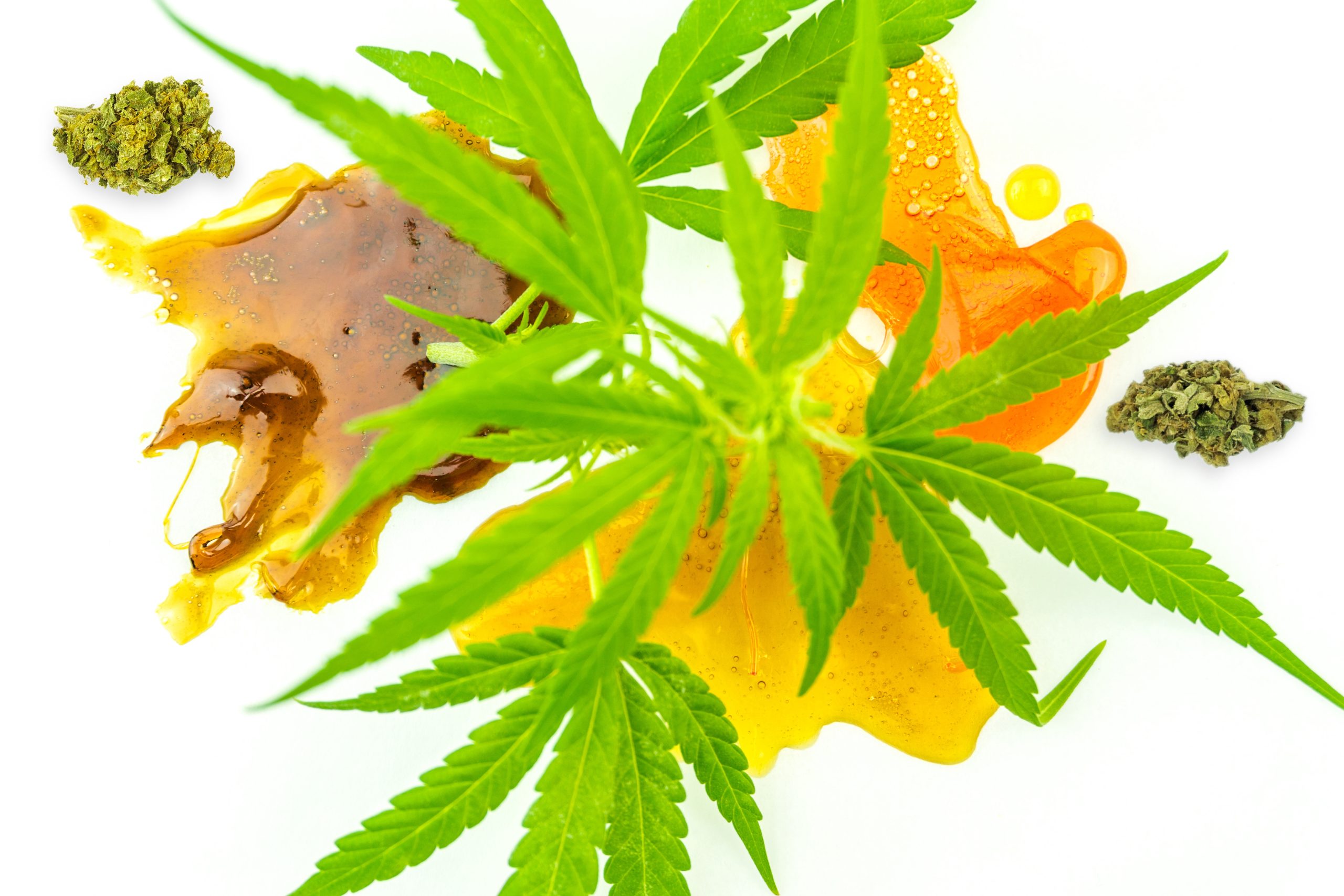 A Comprehensive Guide to Cannabis Concentrates