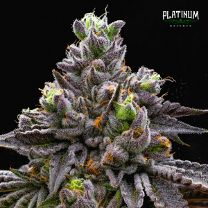 Read more about the article Brand Spotlight – Orange County Cannabis Co. x Platinum Reserve