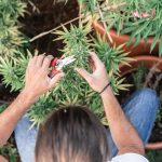 NY Cannabis Growing: A Complete Guide for Home Growing for 2024