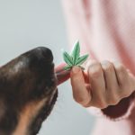 The Benefits of CBD for Pets: What You Need to Know