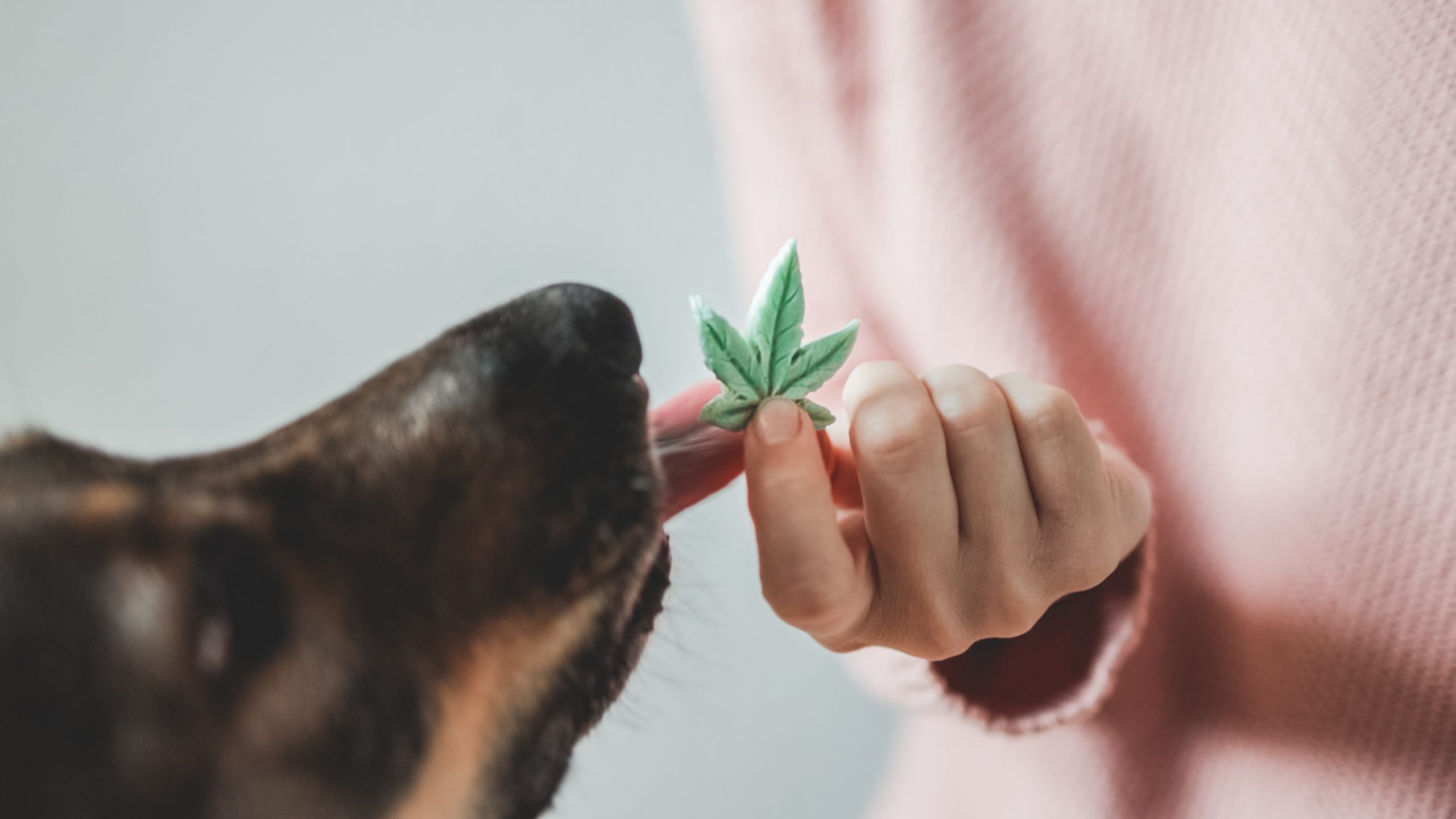 Read more about the article The Benefits of CBD for Pets: What You Need to Know