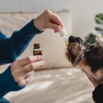 The Benefits of CBD for Pets: What You Need to Know