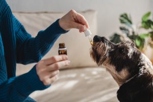 Read more about the article The Benefits of CBD for Pets: What You Need to Know