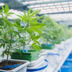 Cannabis Cultivation: An Inside Look at Growing Practices