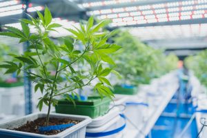 Read more about the article Cannabis Cultivation: An Inside Look at Growing Practices