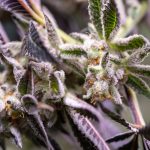 Exploring Lesser-Known Cannabinoids: CBN, CBG, and THCV Explained