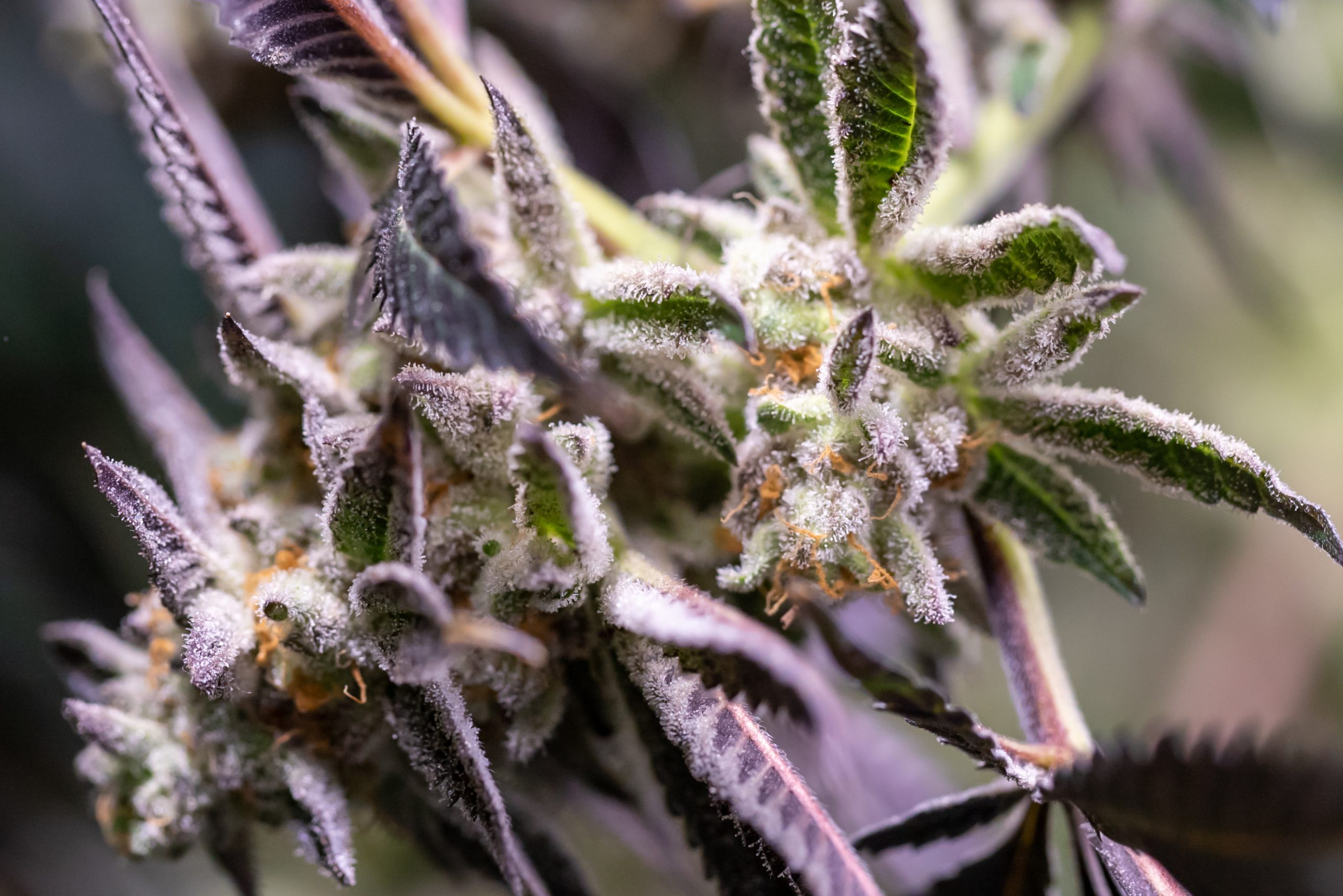 Exploring Lesser-Known Cannabinoids: CBN, CBG, and THCV Explained