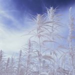 The Best Strains for Cold Weather: Cozy Cannabis for Winter 2024