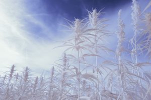 Read more about the article The Best Strains for Cold Weather: Cozy Cannabis for Winter 2024