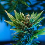 High-CBD Strains: Low THC, High Benefits