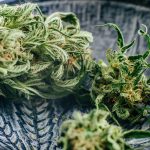 Decoding Cannabis Strain Names: Insights into Flavor and Lineage