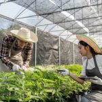 Sustainability in the Cannabis Industry: What You Should Know