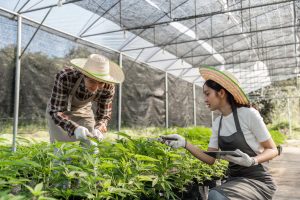 Read more about the article Sustainability in the Cannabis Industry: What You Should Know