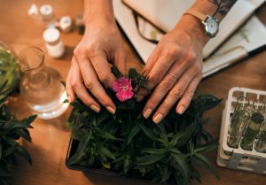 Read more about the article Exploring the Entourage Effect: Why Full-Spectrum Matters