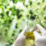 Cannabis for Digestive Issues: What Studies Reveal