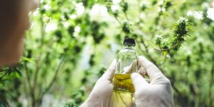 Read more about the article Cannabis for Digestive Issues: What Studies Reveal