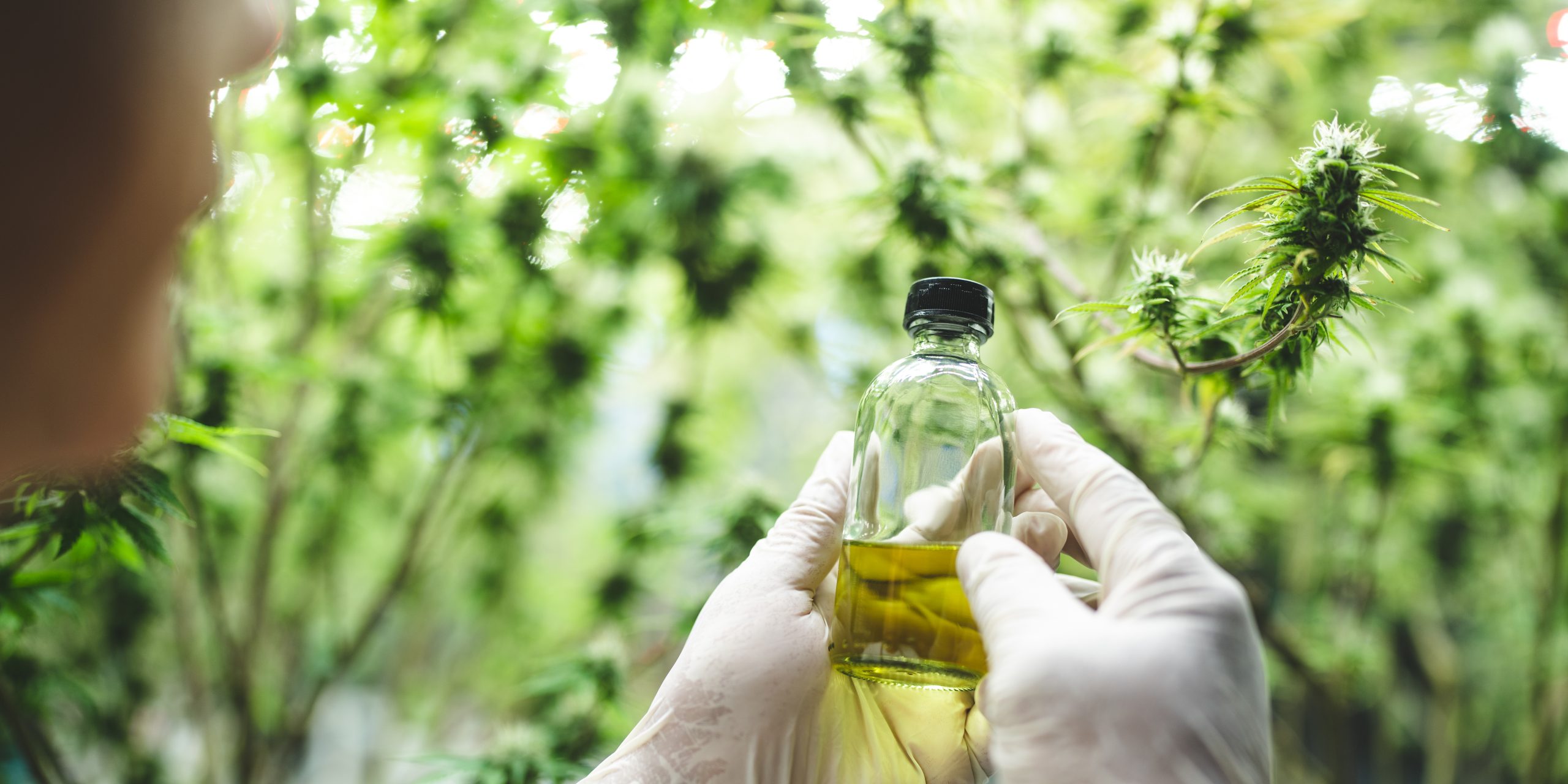 Read more about the article Cannabis for Digestive Issues: What Studies Reveal