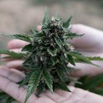 What Makes Cannabis Craft? Discover the Quality Difference