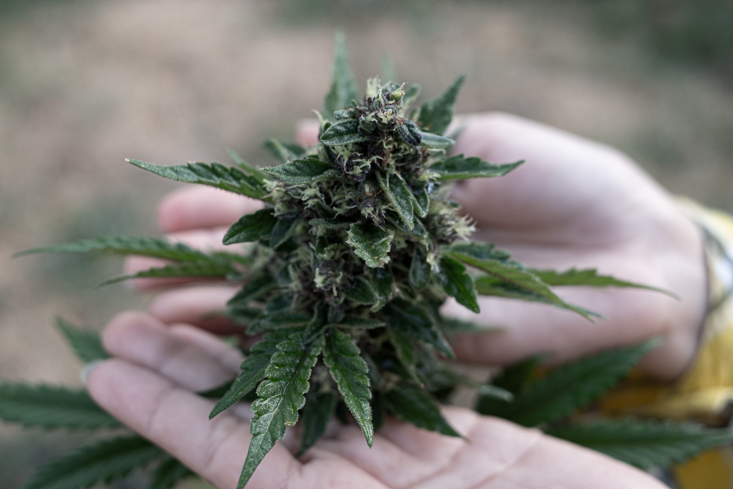 What Makes Cannabis Craft? Discover the Quality Difference