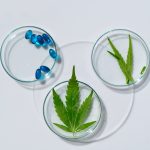 Understanding Cannabis Potency: THC vs. Total Cannabinoids