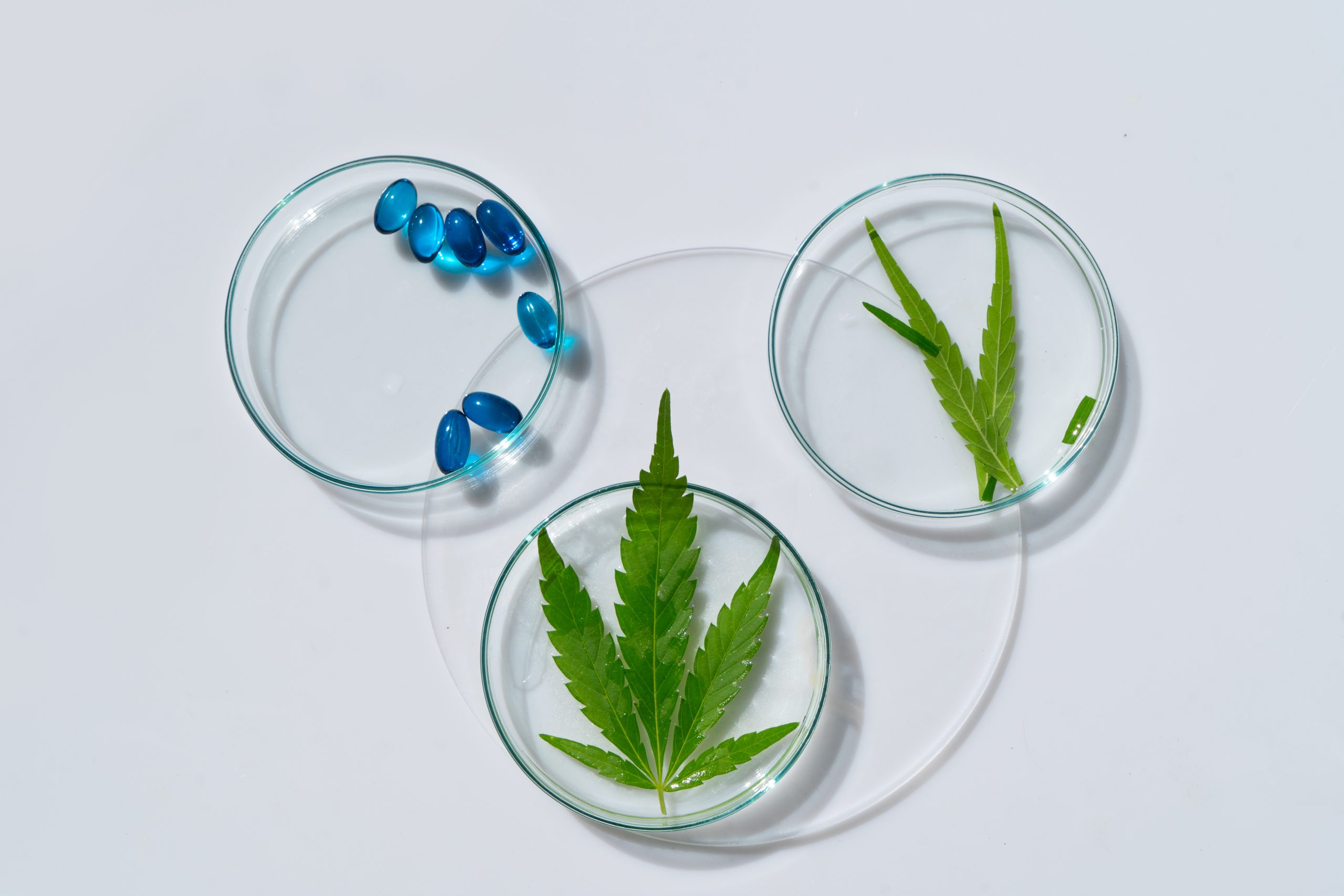 Understanding Cannabis Potency: THC vs. Total Cannabinoids