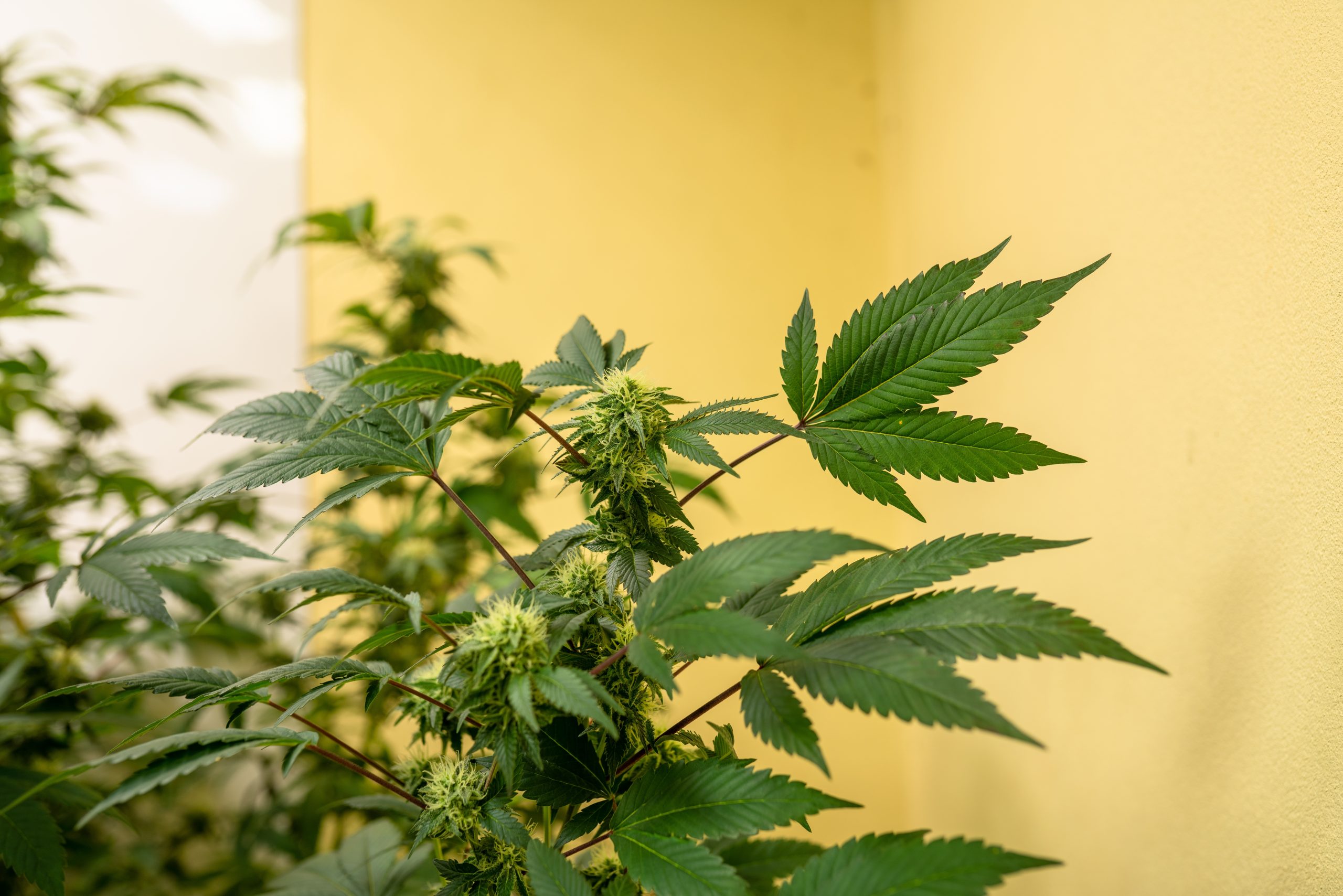 Read more about the article Breaking Down the NY Cannabis License System