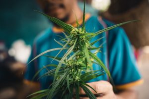 Read more about the article The Rise of THCV: A Cannabinoid with Energy-Boosting Potential