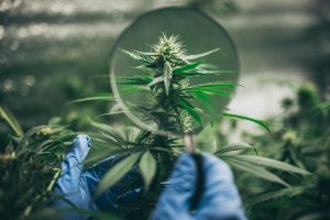 Read more about the article Cannabis Glossary: Breaking Down Jargon for New Consumers