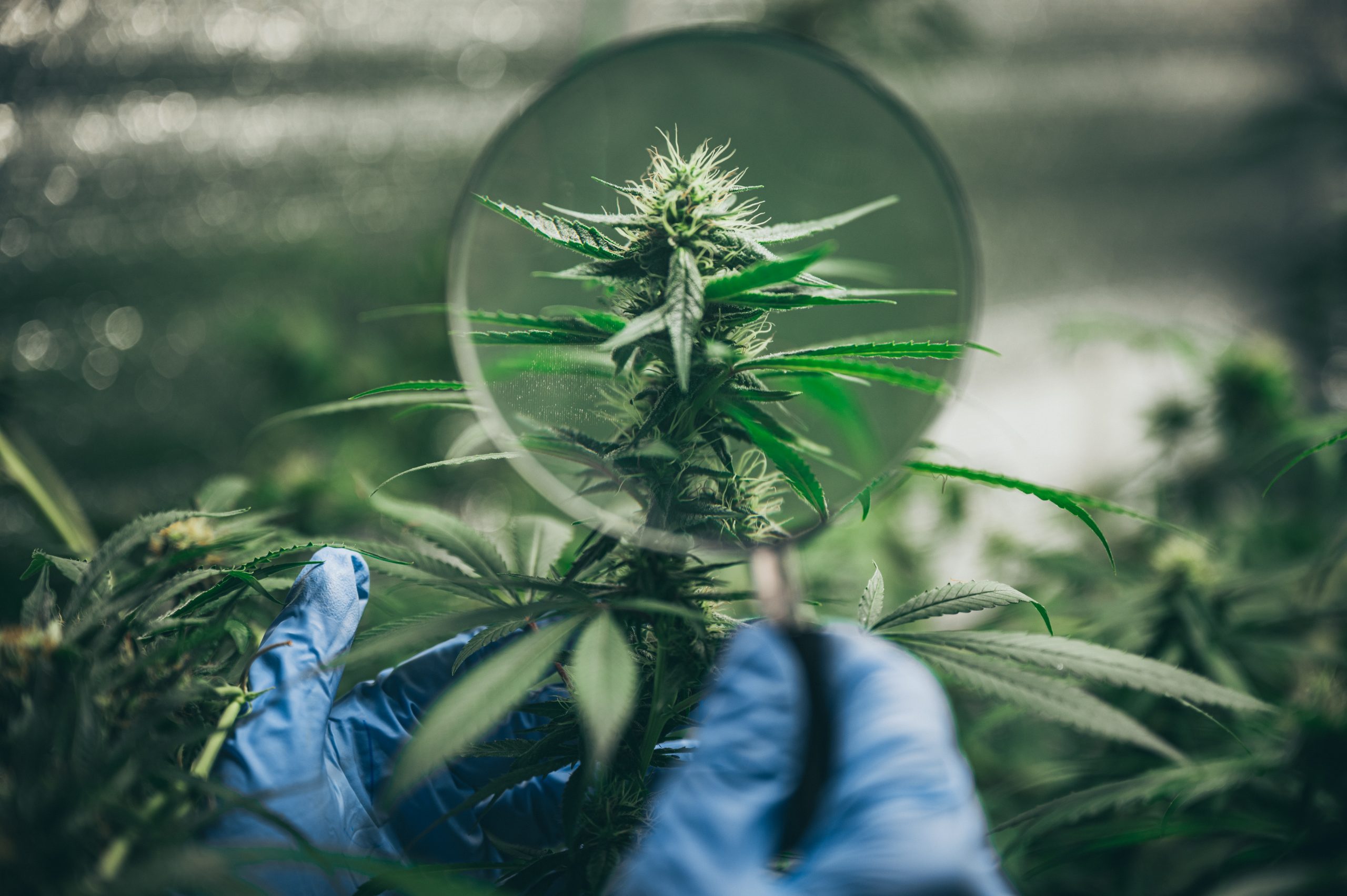 You are currently viewing Cannabis Glossary: Breaking Down Jargon for New Consumers