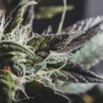 Cannabinoid Ratios: Finding the Right Balance