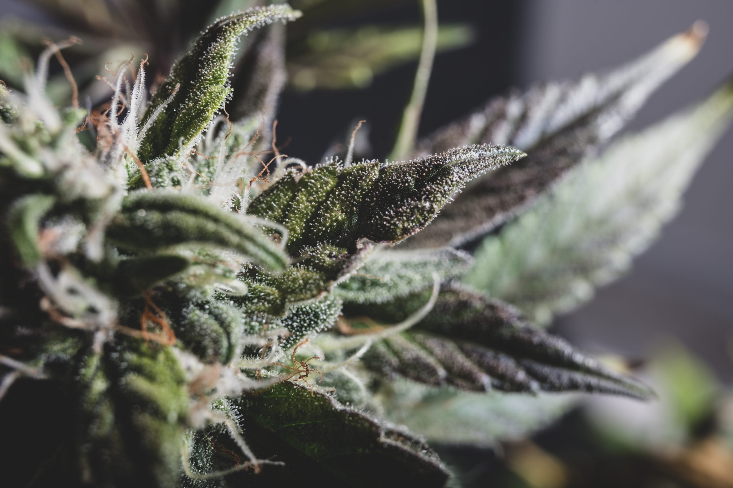 You are currently viewing Cannabinoid Ratios: Finding the Right Balance