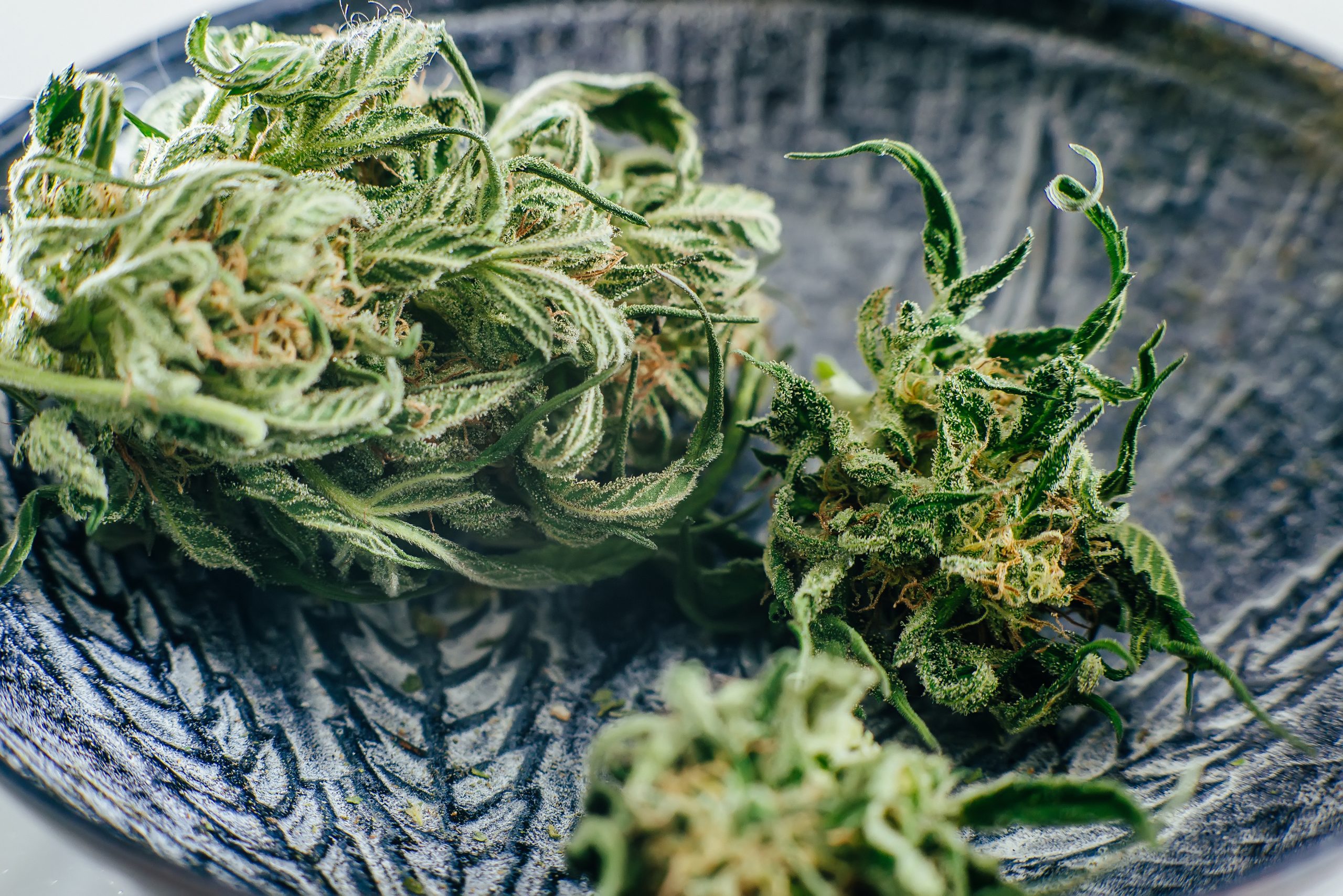 You are currently viewing Sustainable Cannabis: How the Industry Is Going Green