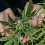 Nanoemulsion Cannabis: Understanding the Future of Products