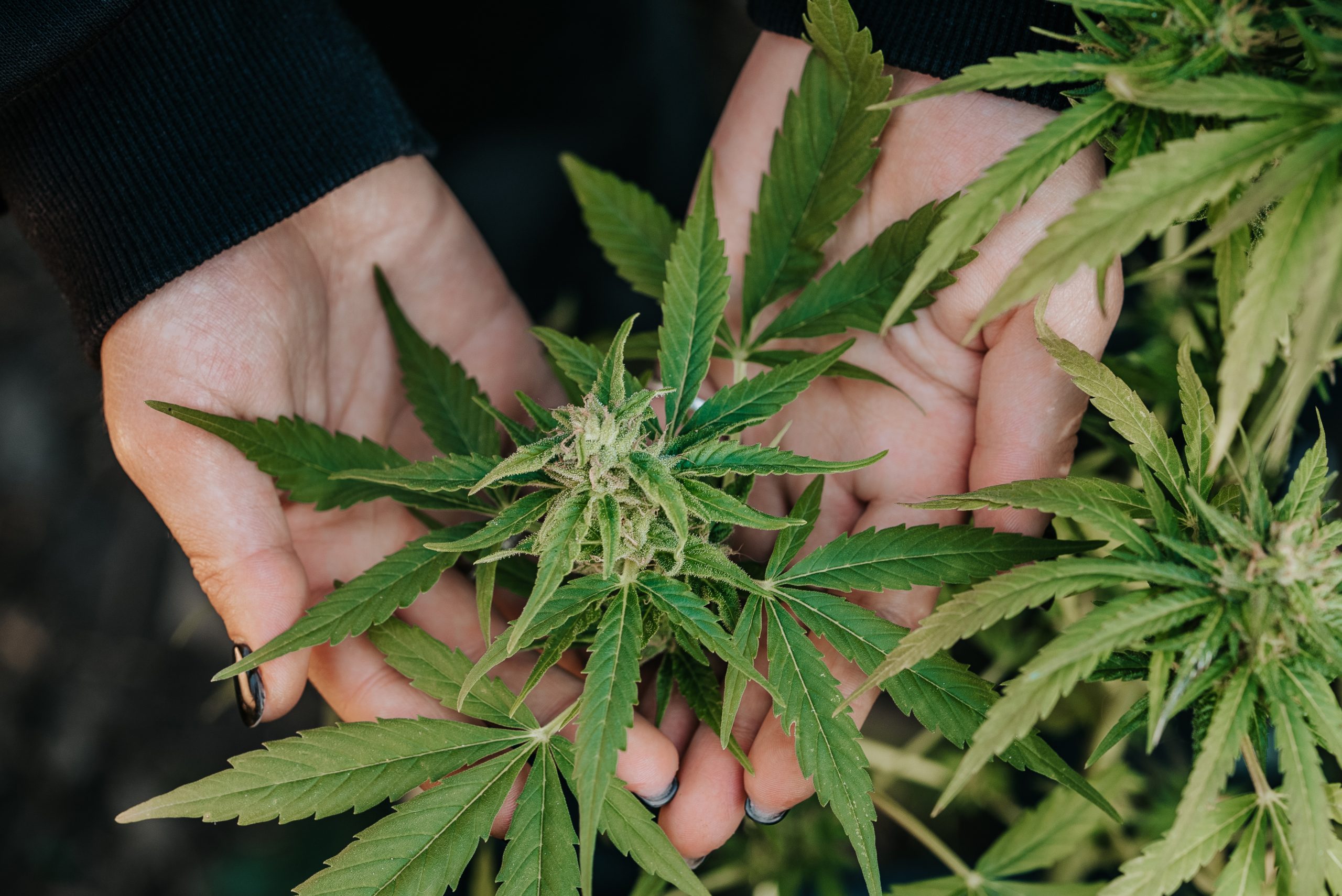 You are currently viewing Nanoemulsion Cannabis: Understanding the Future of Products