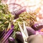 Understanding Cannabis Microdosing: Finding Balance, Not Overload