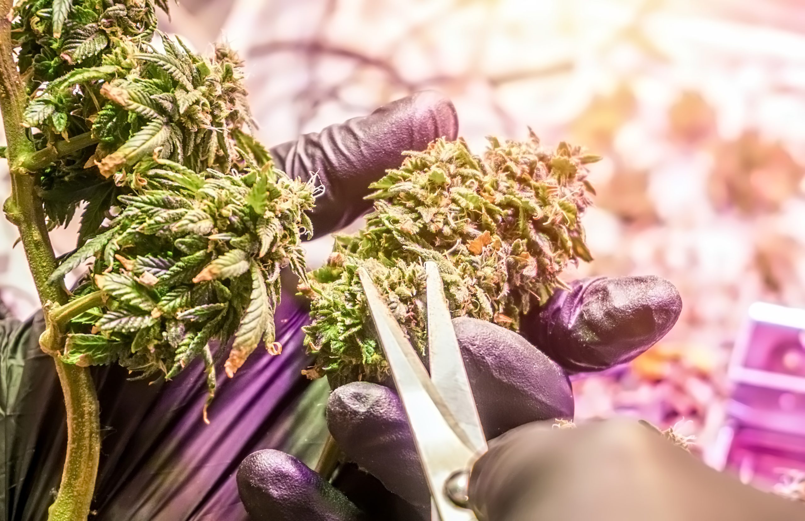 You are currently viewing Understanding Cannabis Microdosing: Finding Balance, Not Overload