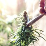 Cannabis Inhalers Explained: How They Work and Who They Fit