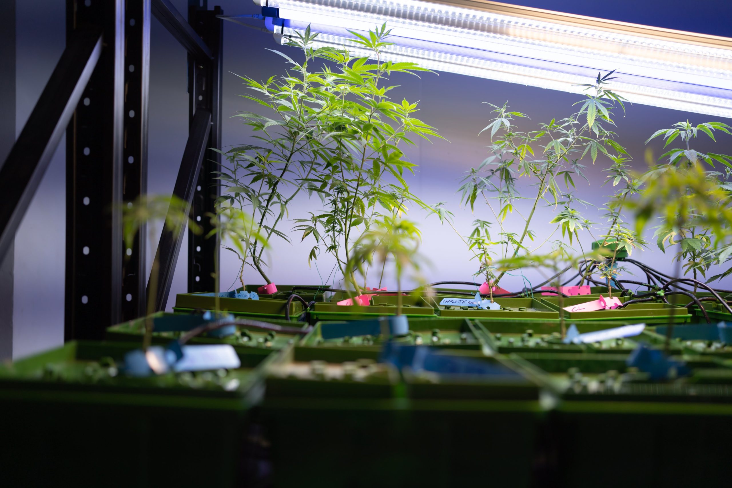 Cannabis Entourage Effect: Why Full-Spectrum Matters