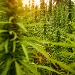 Cannabis and Social Settings: Finding Your Comfort Zone