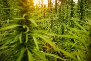 Read more about the article Cannabis and Social Settings: Finding Your Comfort Zone