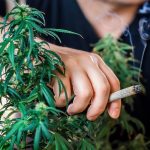 Cannabis and Digital Detox: Creating Intentional Downtime