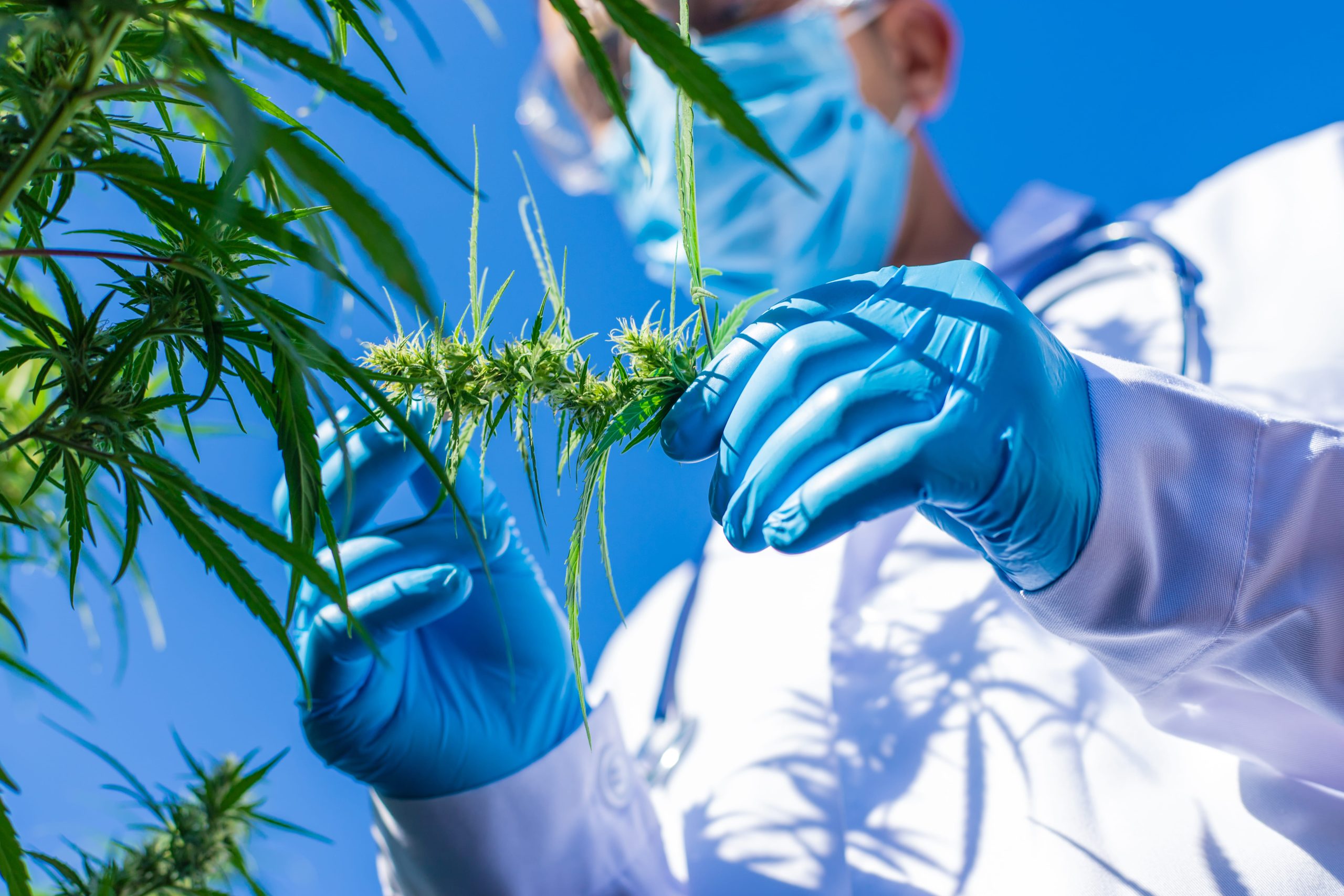 You are currently viewing How Long Does Weed Stay in System: Factors That Affect Duration