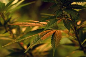 Read more about the article Too High on Cannabis? What to Do When the Effects Feel Intense