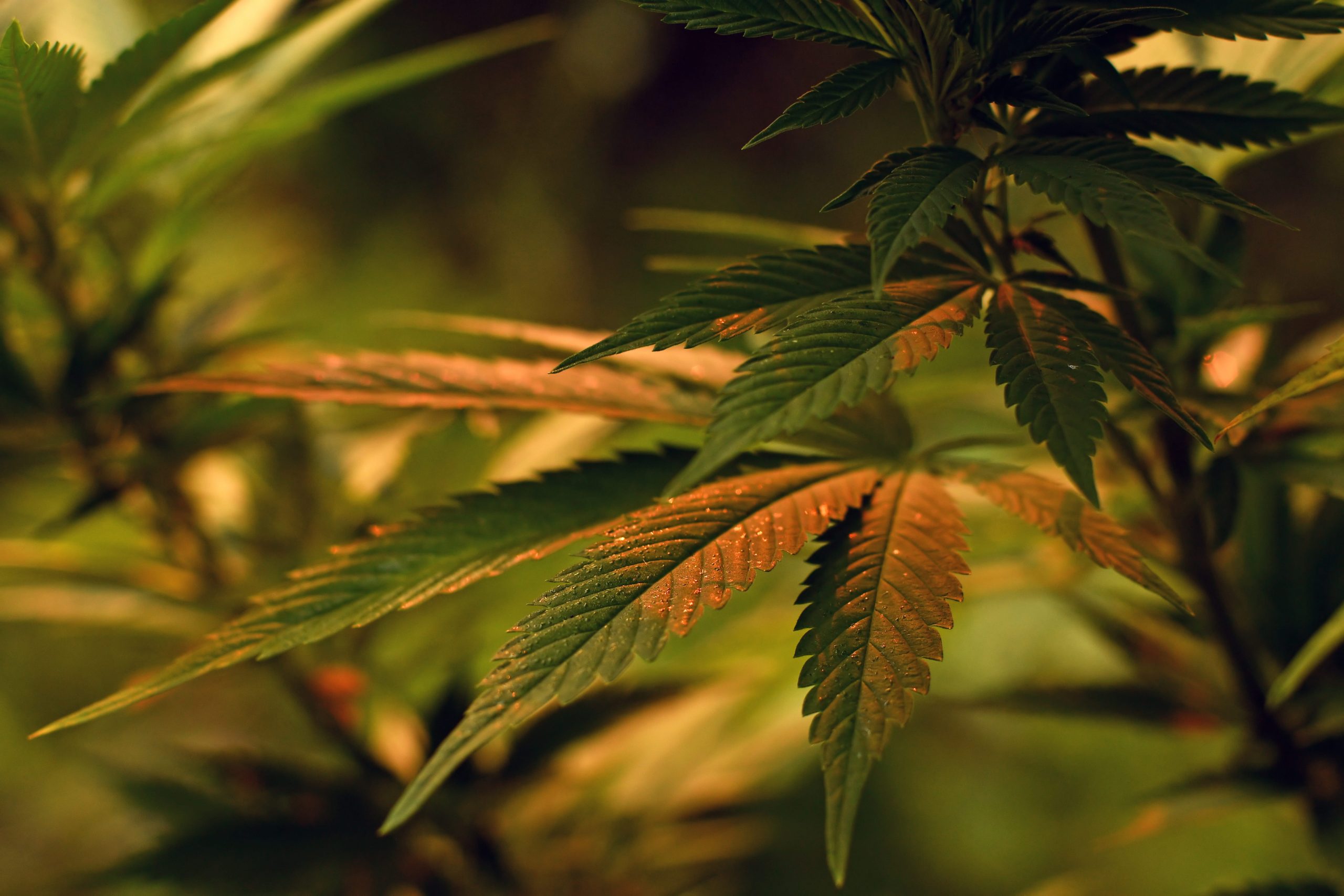 You are currently viewing Too High on Cannabis? What to Do When the Effects Feel Intense