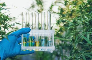 Read more about the article Cannabis Drug Test: What to Know About THC Detection
