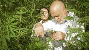 Read more about the article Cannabis Anxiety: Why It Happens and How to Feel More Balanced