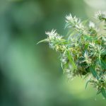 Cannabis Trichomes: The Crystals That Power the Plant