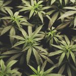 Cannabis Absorption: How Your Body Processes THC Differently